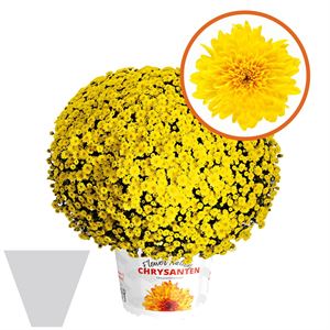 Afbeelding van Bolchrysant gehoest P19 geen kleur Yellow